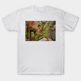 Ibex T-Shirt